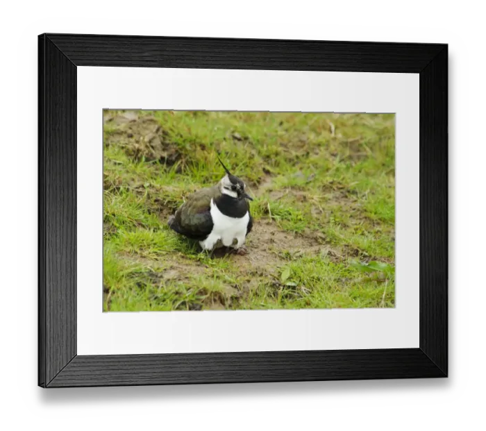 Framed Print : Northern Lapwing (Vanellus vanellus) adult female, brooding chicks just visable under breast, in grassland Framed Print : Northern Lapwing (Vanellus vanellus) adult female, brooding chicks just visable under breast, in grassland