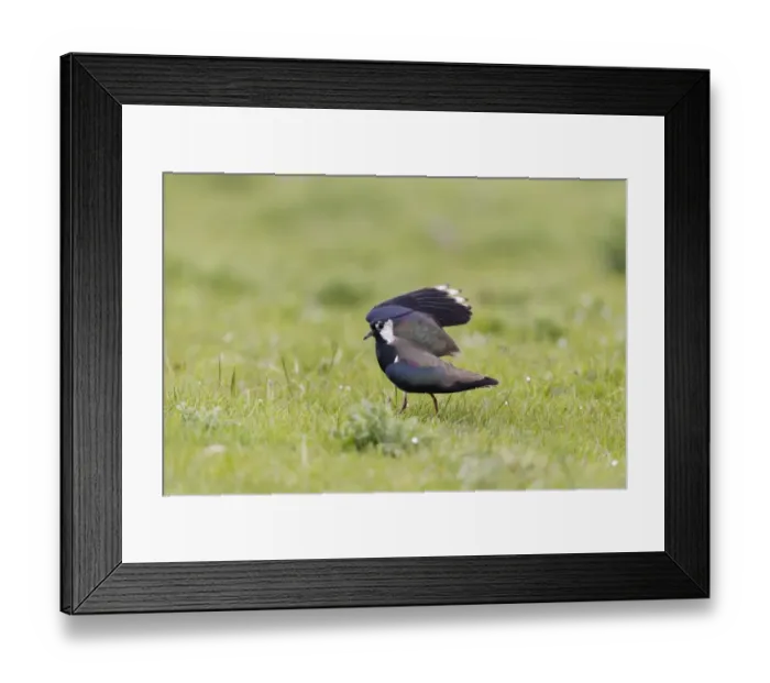 Framed Print : Northern Lapwing (Vanellus vanellus) adult male, breeding plumage, performing broken wing distraction display to draw Framed Print : Northern Lapwing (Vanellus vanellus) adult male, breeding plumage, performing broken wing distraction display to draw