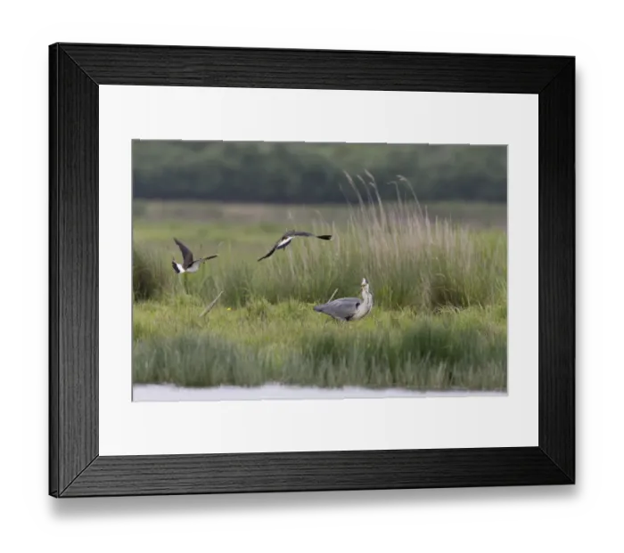 Framed Print : Northern Lapwing (Vanellus vanellus) adult pair, breeding plumage, in flight, mobbing Grey Heron (Ardea cinerea) adult Framed Print : Northern Lapwing (Vanellus vanellus) adult pair, breeding plumage, in flight, mobbing Grey Heron (Ardea cinerea) adult