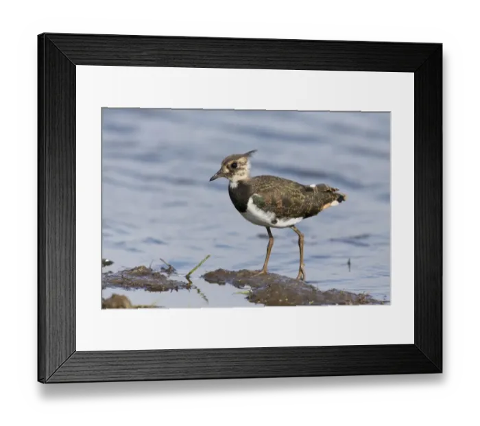 Framed Print : Northern Lapwing (Vanellus vanellus) juvenile, walking on mud at edge of water, Suffolk, England, August Framed Print : Northern Lapwing (Vanellus vanellus) juvenile, walking on mud at edge of water, Suffolk, England, August