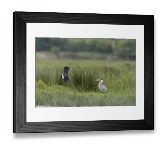 Framed Print : Northern Lapwing (Vanellus vanellus) adult, breeding plumage, in flight, mobbing Grey Heron (Ardea cinerea) adult Framed Print : Northern Lapwing (Vanellus vanellus) adult, breeding plumage, in flight, mobbing Grey Heron (Ardea cinerea) adult