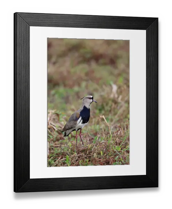 Framed Print : Southern Lapwing (Vanellus chilensis) adult, standing on vegetation, Trinidad, Trinidad and Tobago, April
