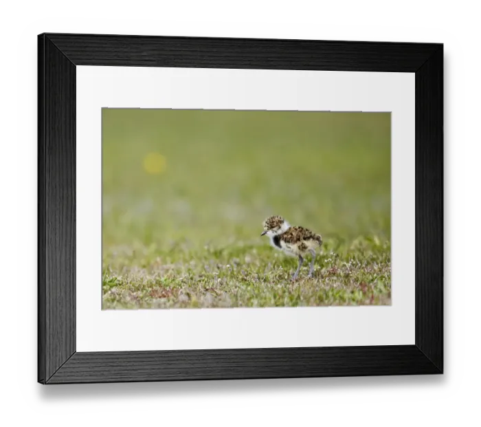 Framed Print : Southern Lapwing (Vanellus chilensis) chick, standing, Torres del Paine N. P. Southern Patagonia, Chile, November Framed Print : Southern Lapwing (Vanellus chilensis) chick, standing, Torres del Paine N. P. Southern Patagonia, Chile, November