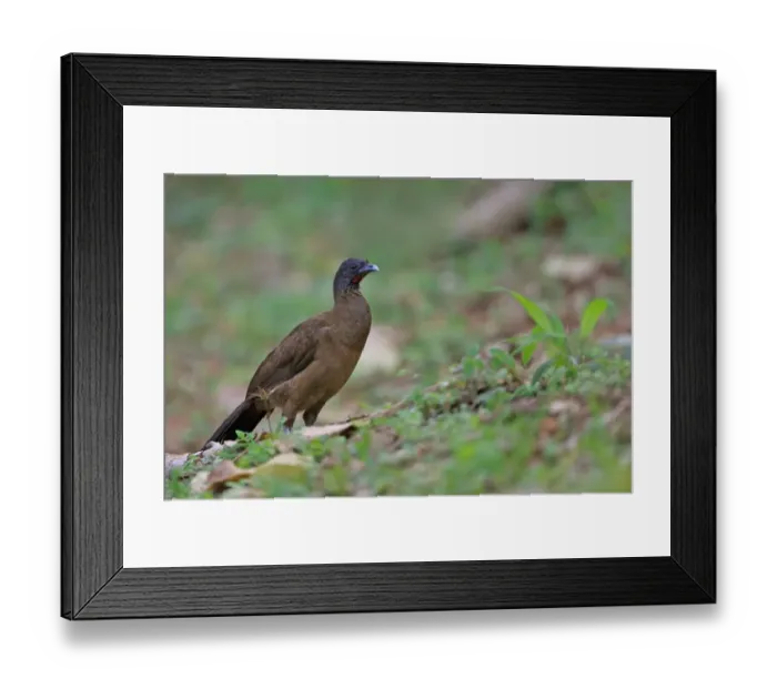 Framed Print : Rufous-vented Chachalaca (Ortalis ruficauda) adult, standing on ground, Tobago, Trinidad and Tobago, May
