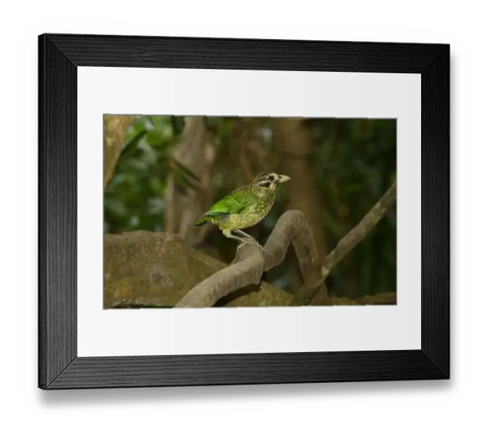 Framed Print : Spotted Catbird (Ailuroedus melanotis) adult, perched on branch, Queensland, Australia, November