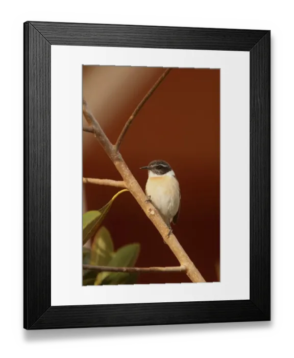 Framed Print : Canary Islands Chat (Saxicola dacotiae) adult male, perched on twig, Caleta de Fustes, Fuerteventura, Canary Islands