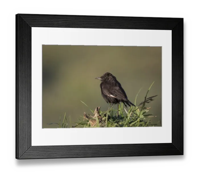 Framed Print : Northern Anteater Chat (Myrmecocichla aethiops) adult, standing on ground, Lake Nakuru N. P Framed Print : Northern Anteater Chat (Myrmecocichla aethiops) adult, standing on ground, Lake Nakuru N. P