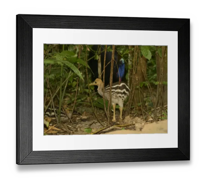 Framed Print : Southern Cassowary (Casuarius casuarius) adult male with two chicks, amongst vegetation in rainforest, Queensland Framed Print : Southern Cassowary (Casuarius casuarius) adult male with two chicks, amongst vegetation in rainforest, Queensland