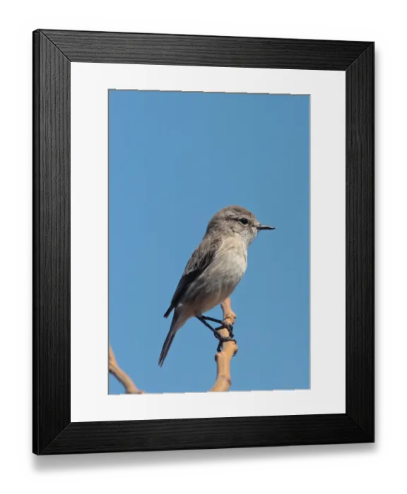 Framed Print : Canary Islands Chat (Saxicola dacotiae) adult female, perched on twig, Last Lajitas, Fuerteventura, Canary Islands