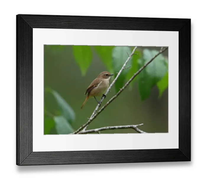 Framed Print : Grey Bushchat (Saxicola ferreus ferreus) adult female, perched on twig, Chiang Dao N. P Framed Print : Grey Bushchat (Saxicola ferreus ferreus) adult female, perched on twig, Chiang Dao N. P