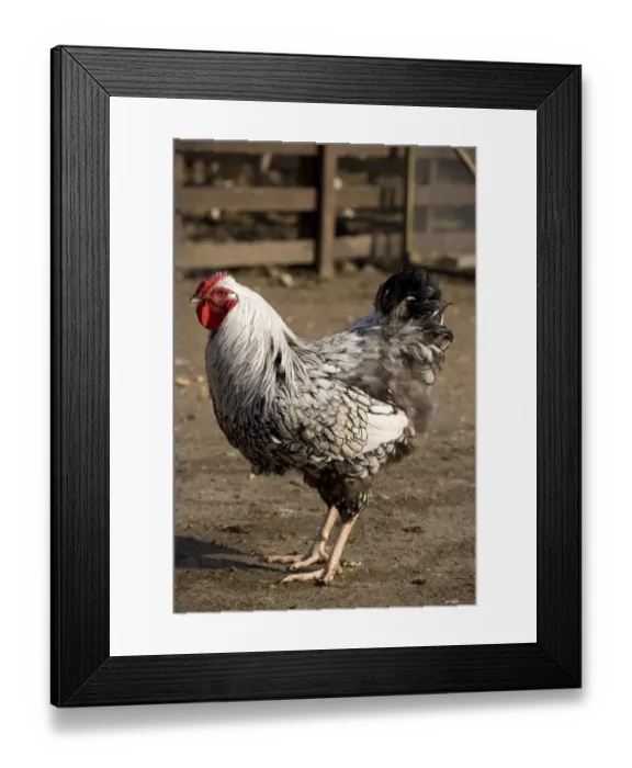 Framed Print : Domestic Chicken, Silver-laced Wyandotte, cockerel, standing in farmyard, England, March