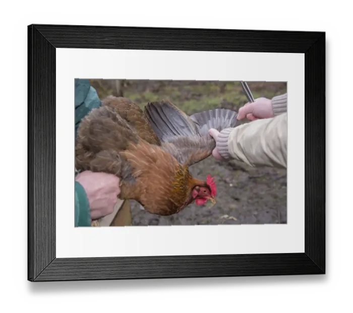 Framed Print : Domestic Chicken, hen, wing clipping, using sharp scissors to cut off first ten flight feathers of one wing Framed Print : Domestic Chicken, hen, wing clipping, using sharp scissors to cut off first ten flight feathers of one wing