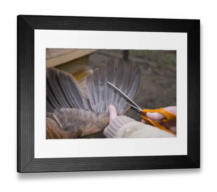 Framed Print : Domestic Chicken, hen, wing clipping, using sharp scissors to cut off first ten flight feathers of one wing Framed Print : Domestic Chicken, hen, wing clipping, using sharp scissors to cut off first ten flight feathers of one wing