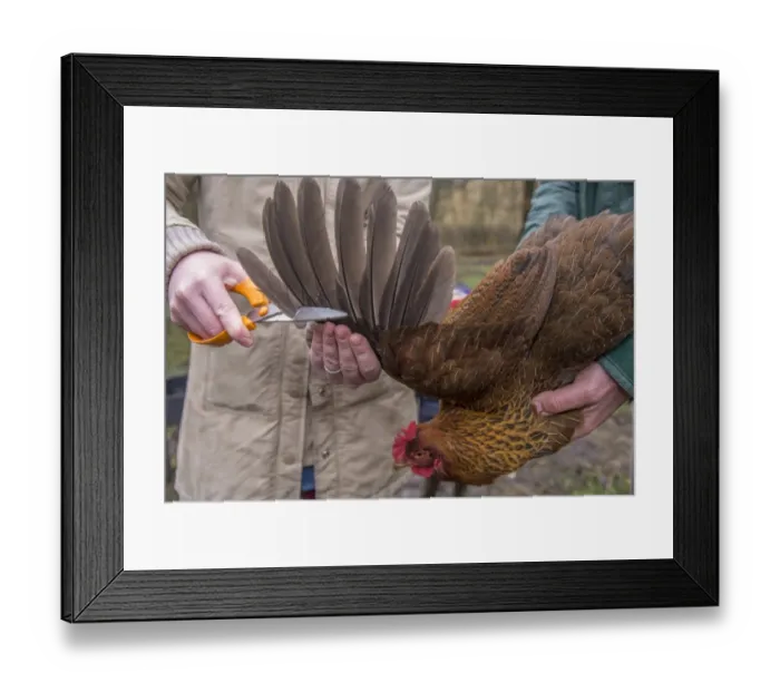 Framed Print : Domestic Chicken, hen, wing clipping, using sharp scissors to cut off first ten flight feathers of one wing