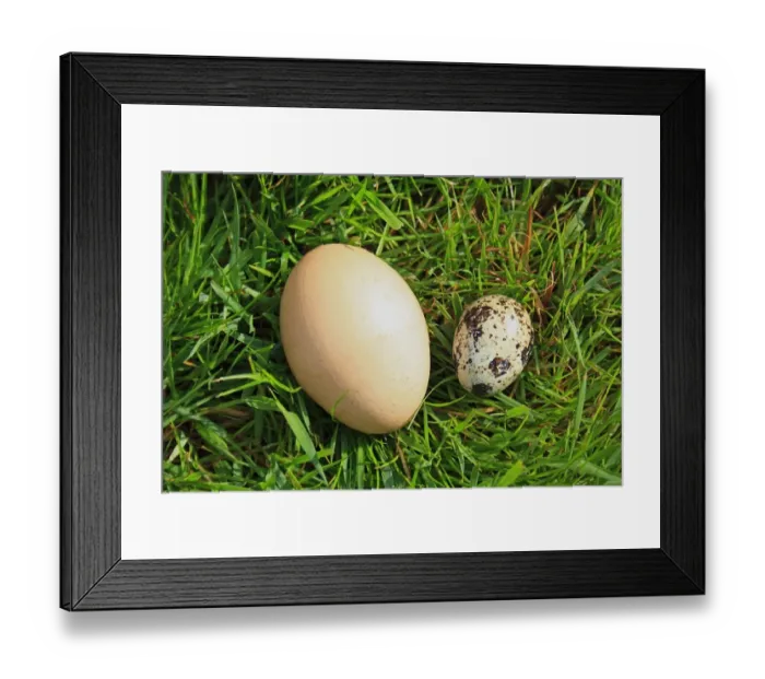 Framed Print : Domestic Chicken and Common Quail (Coturnix coturnix) eggs, size comparison on grass, Suffolk, England, May