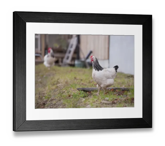 Framed Print : Domestic Chicken, Light Sussex, freerange hen, standing on grass, Lake District N. P. Cumbria, England, November Framed Print : Domestic Chicken, Light Sussex, freerange hen, standing on grass, Lake District N. P. Cumbria, England, November