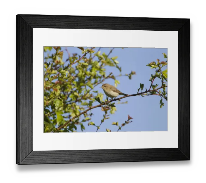 Framed Print : Eurasian Chiffchaff (Phylloscopus collybita) adult, perched on twig, Essex, England, May Framed Print : Eurasian Chiffchaff (Phylloscopus collybita) adult, perched on twig, Essex, England, May