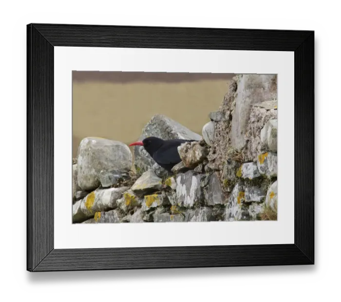 Framed Print : Red-billed Chough (Pyrrhocorax pyrrhocorax) adult, perched on stone wall, Ardnave, Islay, Inner Hebrides, Scotland Framed Print : Red-billed Chough (Pyrrhocorax pyrrhocorax) adult, perched on stone wall, Ardnave, Islay, Inner Hebrides, Scotland