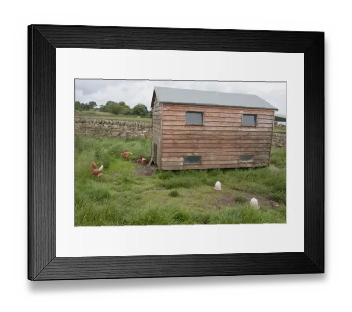 Framed Print : Domestic Chicken, freerange hens beside coop, Northumberland, England, July Framed Print : Domestic Chicken, freerange hens beside coop, Northumberland, England, July