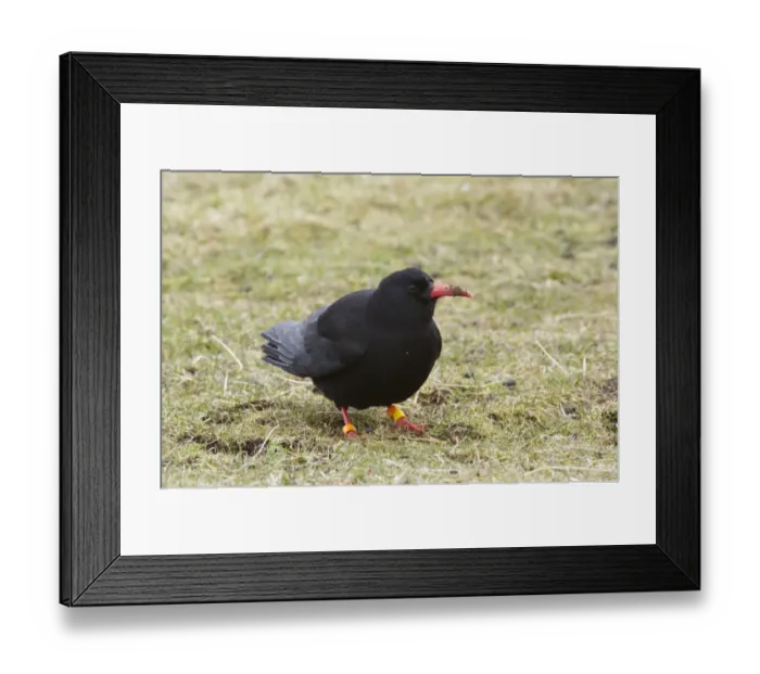 Framed Print : Red-billed Chough (Pyrrhocorax pyrrhocorax) adult, with coloured leg rings, foraging on ground, Ardnave, Islay Framed Print : Red-billed Chough (Pyrrhocorax pyrrhocorax) adult, with coloured leg rings, foraging on ground, Ardnave, Islay
