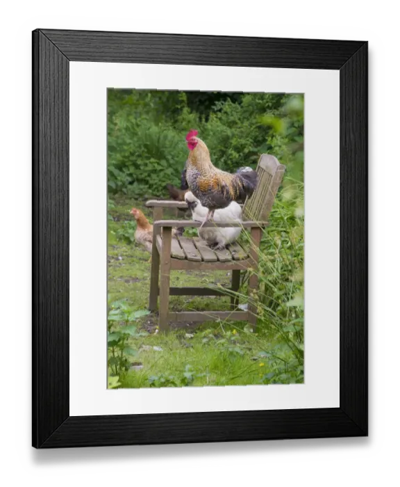 Framed Print : Domestic Chicken, cockerel and hens, on garden chair, Cumbria, England, June
