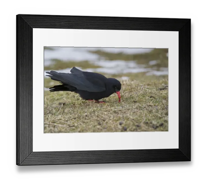 Framed Print : Red-billed Chough (Pyrrhocorax pyrrhocorax) adult, feeding on ground amongst patches of snow, Ardnave, Islay