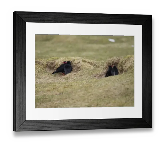 Framed Print : Red-billed Chough (Pyrrhocorax pyrrhocorax) four adults, sheltering from wind behind sand dune during snowfall Framed Print : Red-billed Chough (Pyrrhocorax pyrrhocorax) four adults, sheltering from wind behind sand dune during snowfall