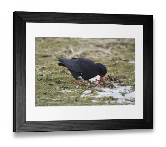 Framed Print : Red-billed Chough (Pyrrhocorax pyrrhocorax) adult, feeding on ground amongst patches of snow, Ardnave, Islay Framed Print : Red-billed Chough (Pyrrhocorax pyrrhocorax) adult, feeding on ground amongst patches of snow, Ardnave, Islay