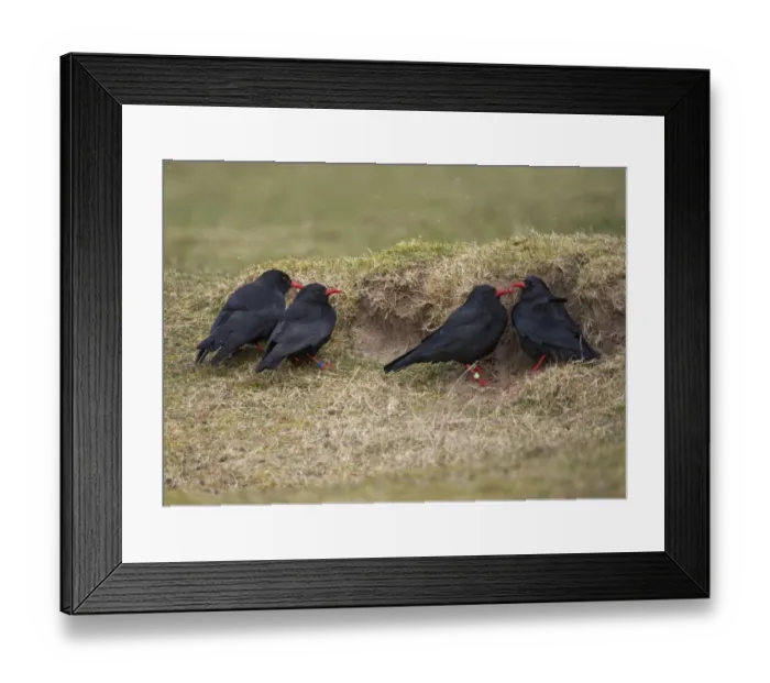 Framed Print : Red-billed Chough (Pyrrhocorax pyrrhocorax) four adults, sheltering from wind behind sand dune during snowfall Framed Print : Red-billed Chough (Pyrrhocorax pyrrhocorax) four adults, sheltering from wind behind sand dune during snowfall
