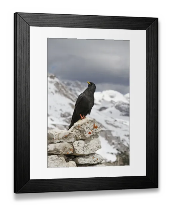 Framed Print : Alpine Chough (Pyrrhocorax graculus) adult, standing on limestone rocks, Dolomites, Italian Alps, Italy, June Framed Print : Alpine Chough (Pyrrhocorax graculus) adult, standing on limestone rocks, Dolomites, Italian Alps, Italy, June