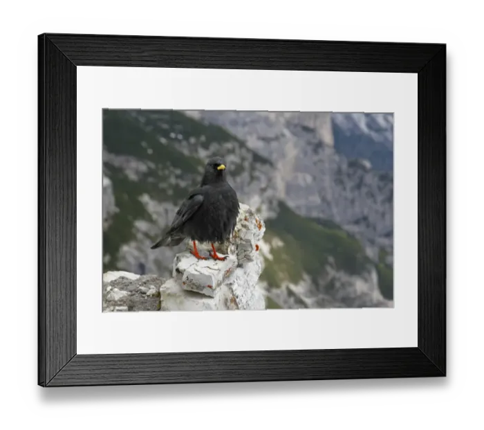 Framed Print : Alpine Chough (Pyrrhocorax graculus) adult, standing on limestone rocks, Dolomites, Italian Alps, Italy, June Framed Print : Alpine Chough (Pyrrhocorax graculus) adult, standing on limestone rocks, Dolomites, Italian Alps, Italy, June