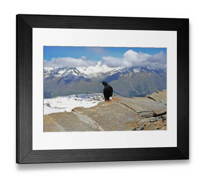 Framed Print : Alpine Chough (Pyrrhocorax graculus) adult, perched on rock in mountain habitat, Switzerland, June Framed Print : Alpine Chough (Pyrrhocorax graculus) adult, perched on rock in mountain habitat, Switzerland, June