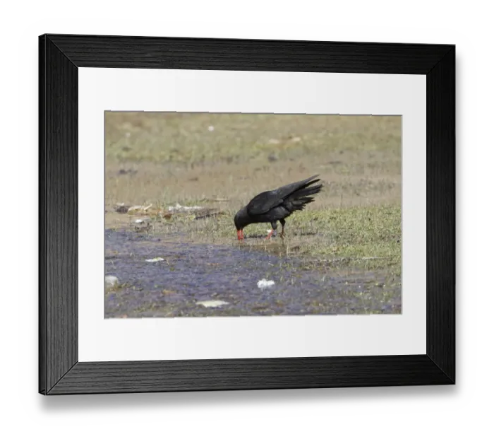 Framed Print : Red-billed Chough (Pyrrhocorax pyrrhocorax barbarus) North African subspecies, adult, feeding in shallow water Framed Print : Red-billed Chough (Pyrrhocorax pyrrhocorax barbarus) North African subspecies, adult, feeding in shallow water