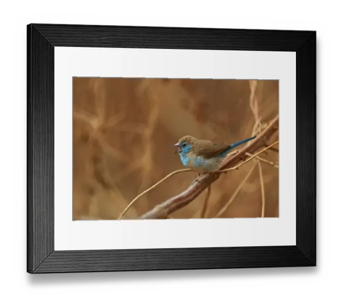 Framed Print : Red-cheeked Cordon-bleu (Uraeginthus bengalus) adult female, calling, perched on stem, Gambia, January Framed Print : Red-cheeked Cordon-bleu (Uraeginthus bengalus) adult female, calling, perched on stem, Gambia, January
