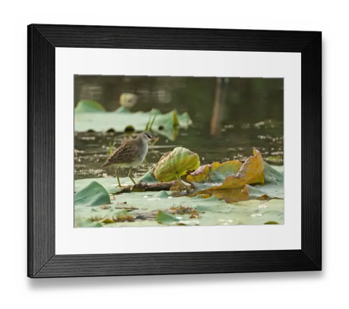 Framed Print : White-browed Crake (Porzana cinerea) adult, standing on waterlily leaves, Ang Trapaeng Thmor, Cambodia, January