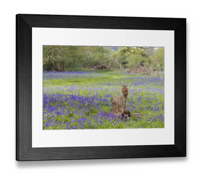 Framed Print : Tawny Owl (Strix aluco) adult, perched on stump amongst Bluebell (Hyacinthoides non-scripta) flowers, Suffolk, England Framed Print : Tawny Owl (Strix aluco) adult, perched on stump amongst Bluebell (Hyacinthoides non-scripta) flowers, Suffolk, England