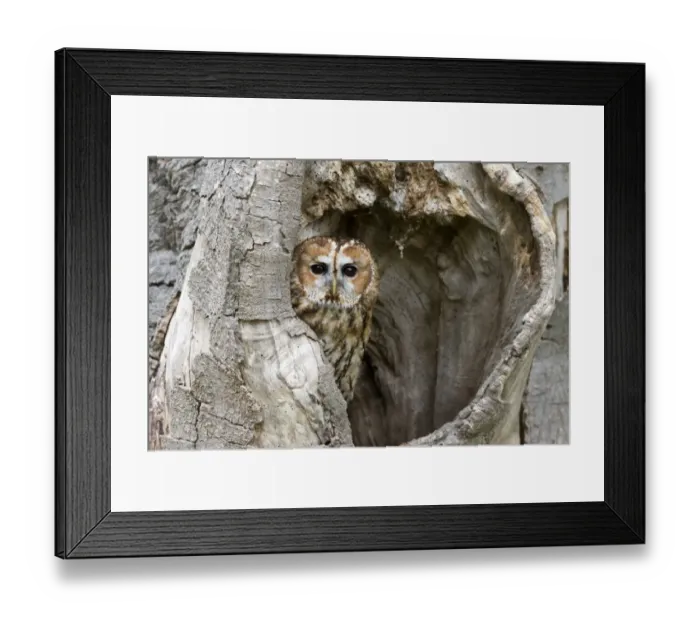 Framed Print : Tawny Owl (Strix aluco) adult, perched in hollow tree, Suffolk, England, May (captive) Framed Print : Tawny Owl (Strix aluco) adult, perched in hollow tree, Suffolk, England, May (captive)