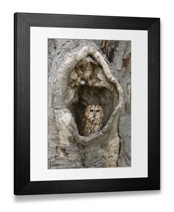 Framed Print : Tawny Owl (Strix aluco) adult, perched in hollow tree, Suffolk, England, May (captive) Framed Print : Tawny Owl (Strix aluco) adult, perched in hollow tree, Suffolk, England, May (captive)