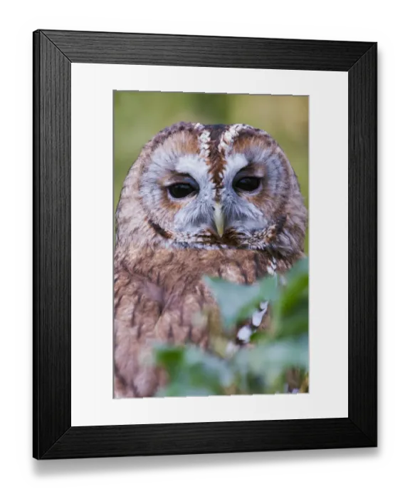 Framed Print : Tawny Owl (Strix aluco) adult, close-up of head, Berkshire, England, April (captive) Framed Print : Tawny Owl (Strix aluco) adult, close-up of head, Berkshire, England, April (captive)