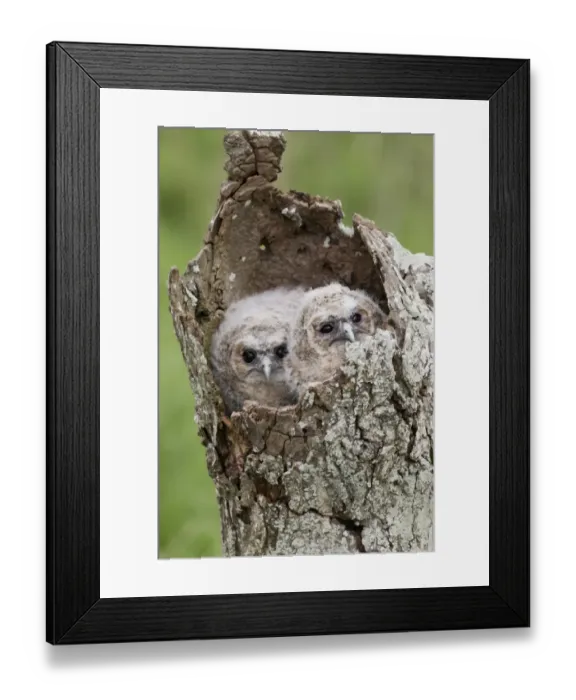 Framed Print : Tawny Owl (Strix aluco) two chicks, huddled together in hollow tree, Suffolk, England, May (captive)