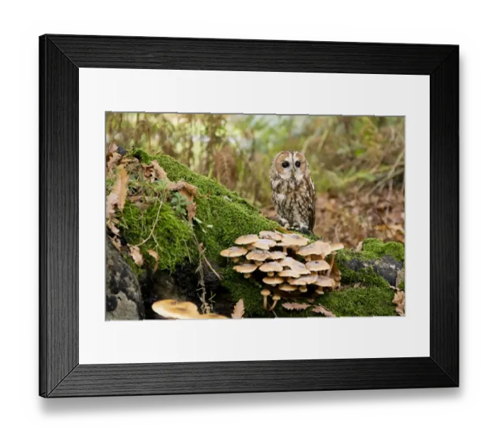 Framed Print : Tawny Owl (Strix aluco) adult, perched on mossy log with Sulphur Tuft Fungi (Hypholoma fasciculare), Suffolk, England Framed Print : Tawny Owl (Strix aluco) adult, perched on mossy log with Sulphur Tuft Fungi (Hypholoma fasciculare), Suffolk, England