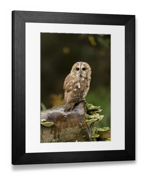 Framed Print : Tawny Owl (Strix aluco) adult, perched on log with bracket fungi, Suffolk, England, October (captive)