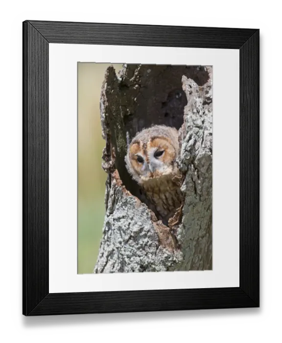 Framed Print : Tawny Owl (Strix aluco) juvenile, perched in hollow tree trunk, England, August (captive) Framed Print : Tawny Owl (Strix aluco) juvenile, perched in hollow tree trunk, England, August (captive)