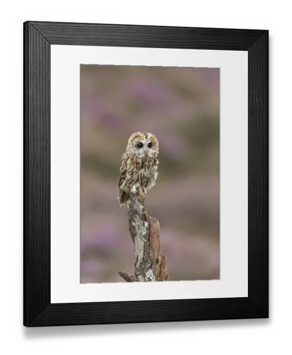 Framed Print : Tawny Owl (Strix aluco) adult, perched on stump, with flowering heather in background, England, August (captive)