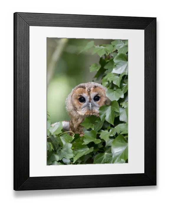 Framed Print : Tawny Owl (Strix aluco) juvenile, perched amongst ivy, England, August (captive) Framed Print : Tawny Owl (Strix aluco) juvenile, perched amongst ivy, England, August (captive)