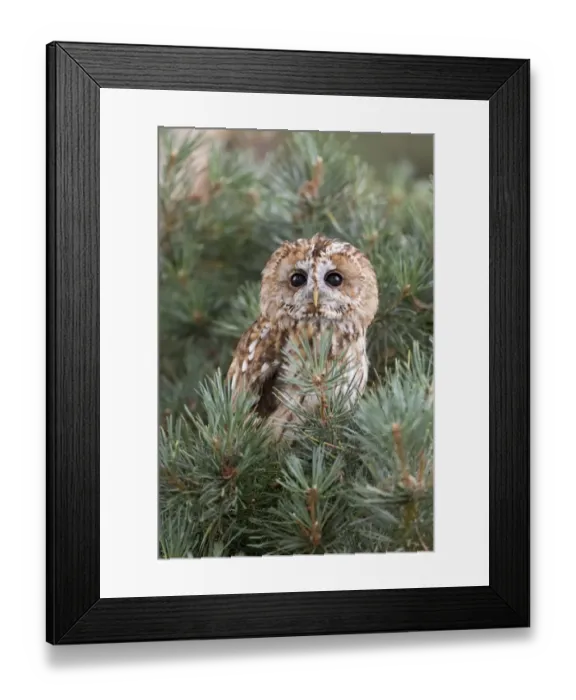 Framed Print : Tawny Owl (Strix aluco) adult, perched in pine tree, England, August (captive) Framed Print : Tawny Owl (Strix aluco) adult, perched in pine tree, England, August (captive)