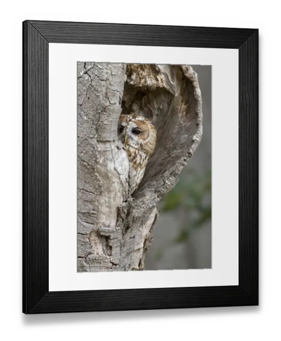Framed Print : Tawny Owl (Strix aluco) adult, perched in hollow tree trunk, England, August (captive) Framed Print : Tawny Owl (Strix aluco) adult, perched in hollow tree trunk, England, August (captive)