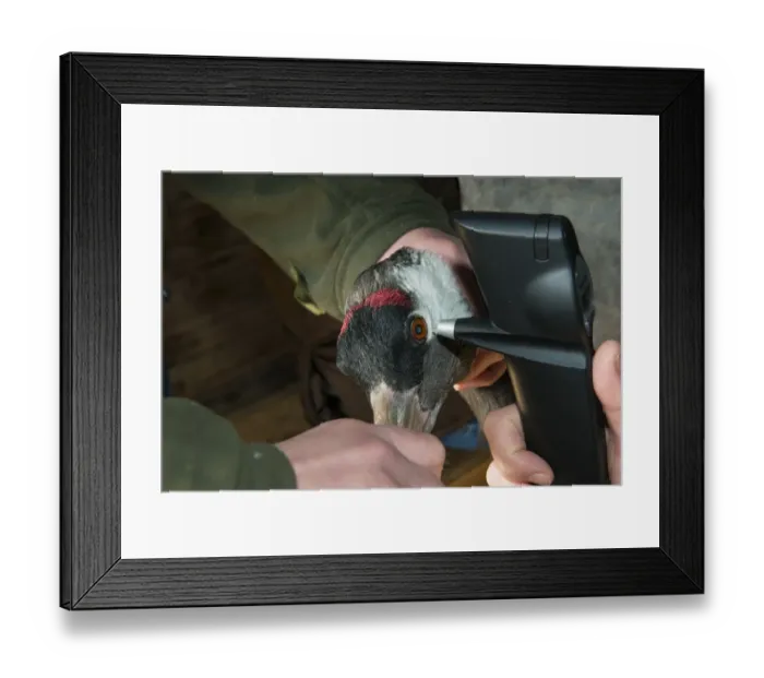 Framed Print : Common Crane (Grus grus) adult, close-up of head, with veterinary surgeon using rebound tonometer to check eye pressure Framed Print : Common Crane (Grus grus) adult, close-up of head, with veterinary surgeon using rebound tonometer to check eye pressure