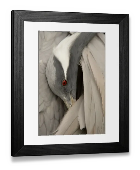 Framed Print : Demoiselle Crane (Anthropoides virgo) adult, close-up of head, preening (captive) Framed Print : Demoiselle Crane (Anthropoides virgo) adult, close-up of head, preening (captive)