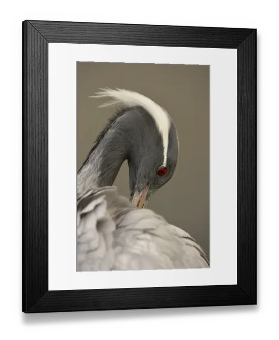 Framed Print : Demoiselle Crane (Anthropoides virgo) adult, close-up of head, preening (captive) Framed Print : Demoiselle Crane (Anthropoides virgo) adult, close-up of head, preening (captive)